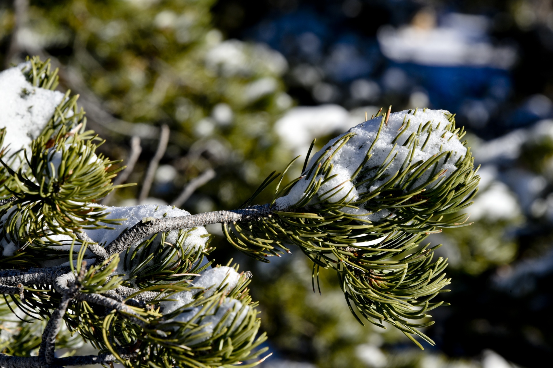 snow pine branch free photo