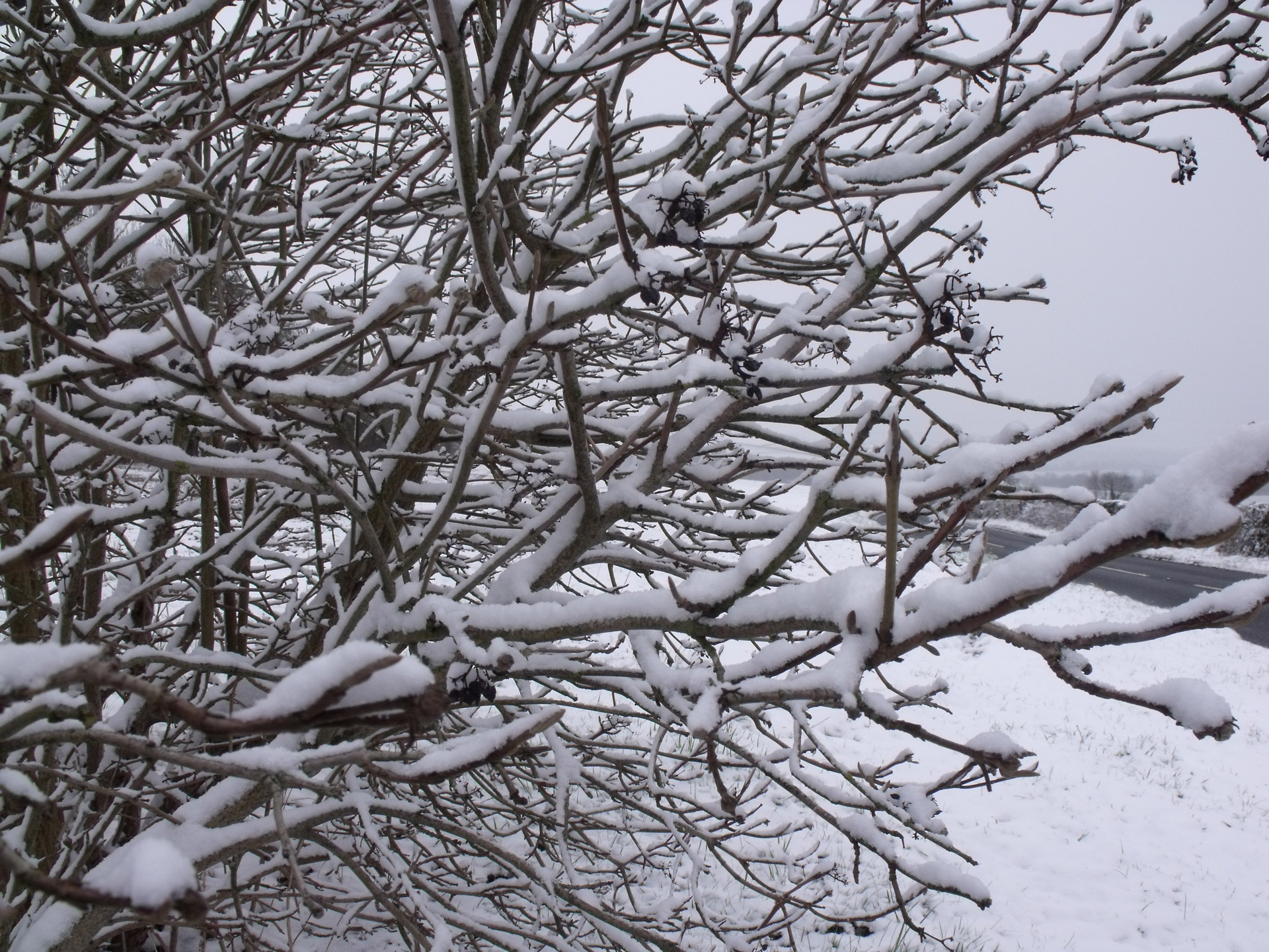 snow tree snow on tree free photo