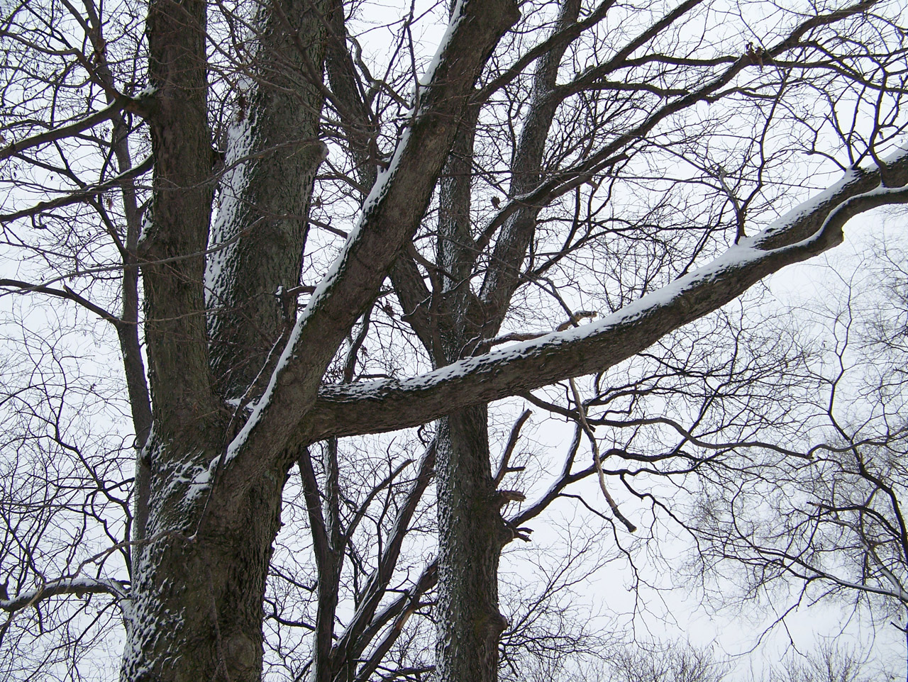 trees snow nature free photo