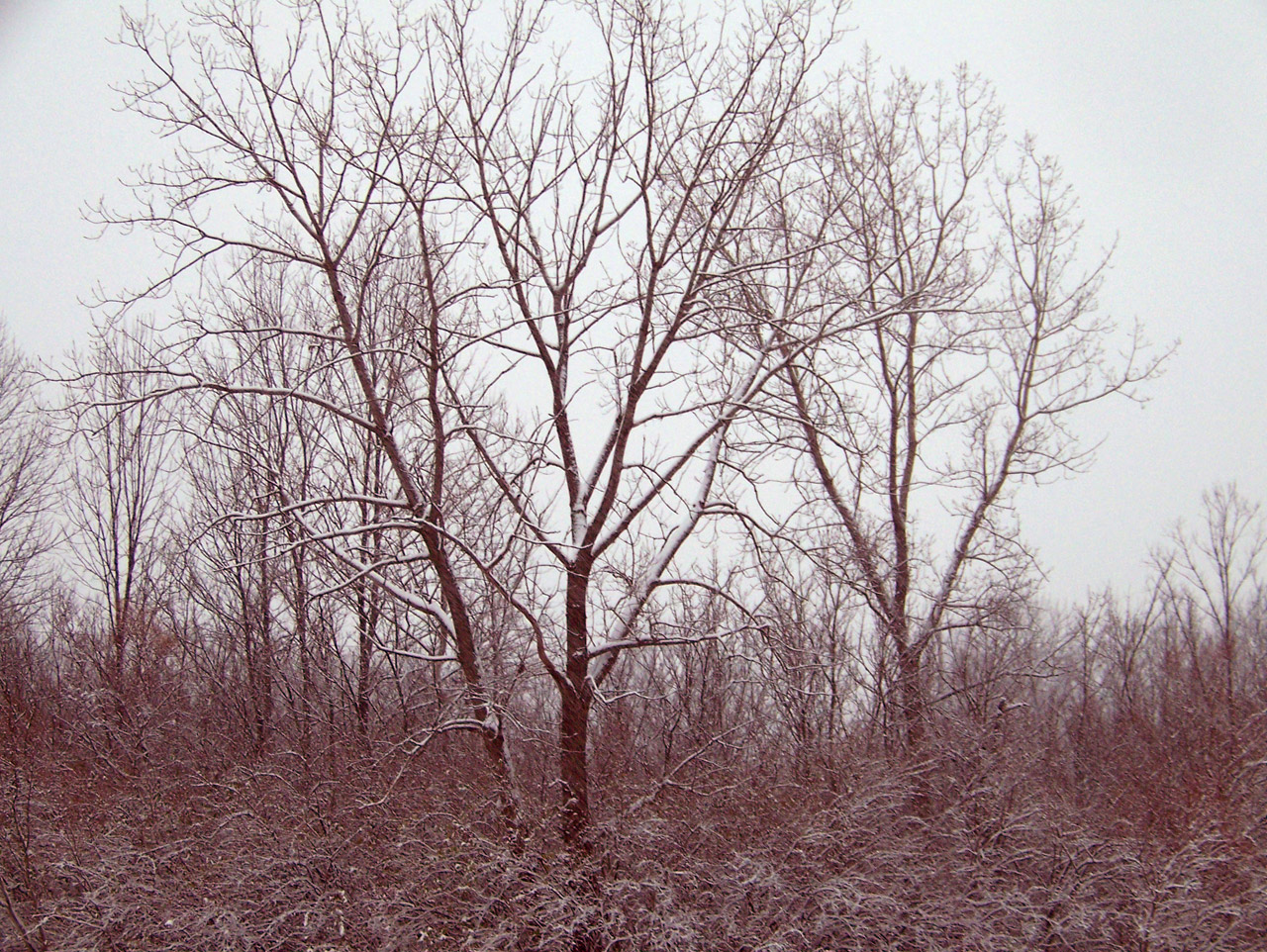 snow trees christmas free photo