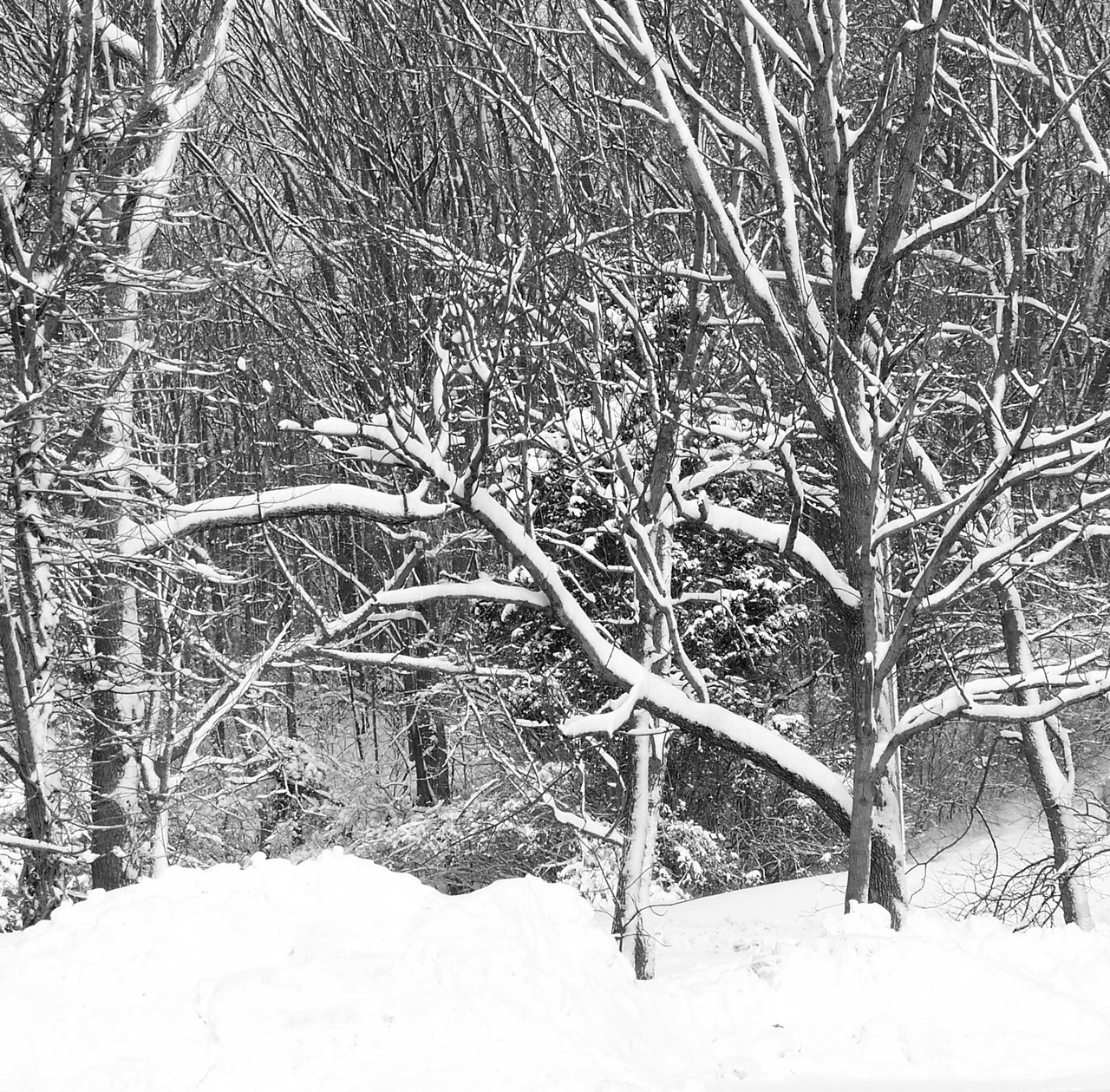 snow trees christmas free photo