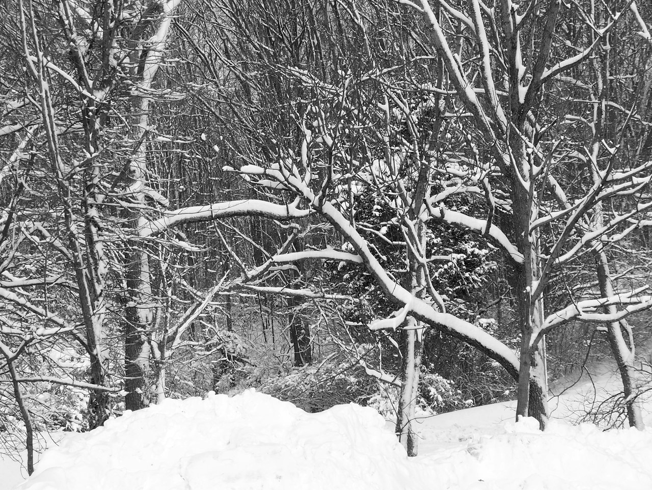 snow trees christmas free photo