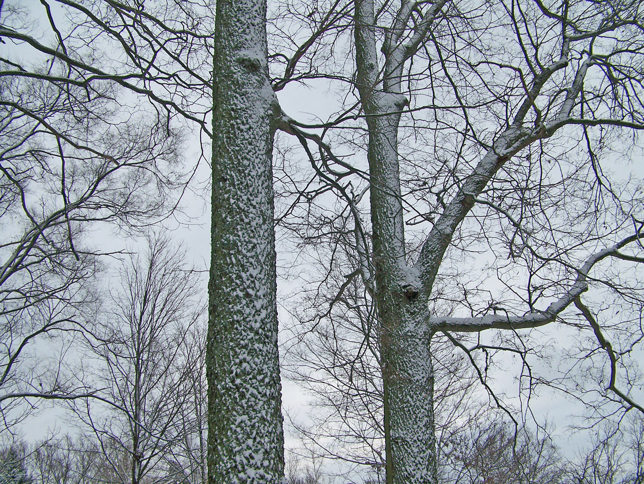 trees snow nature free photo