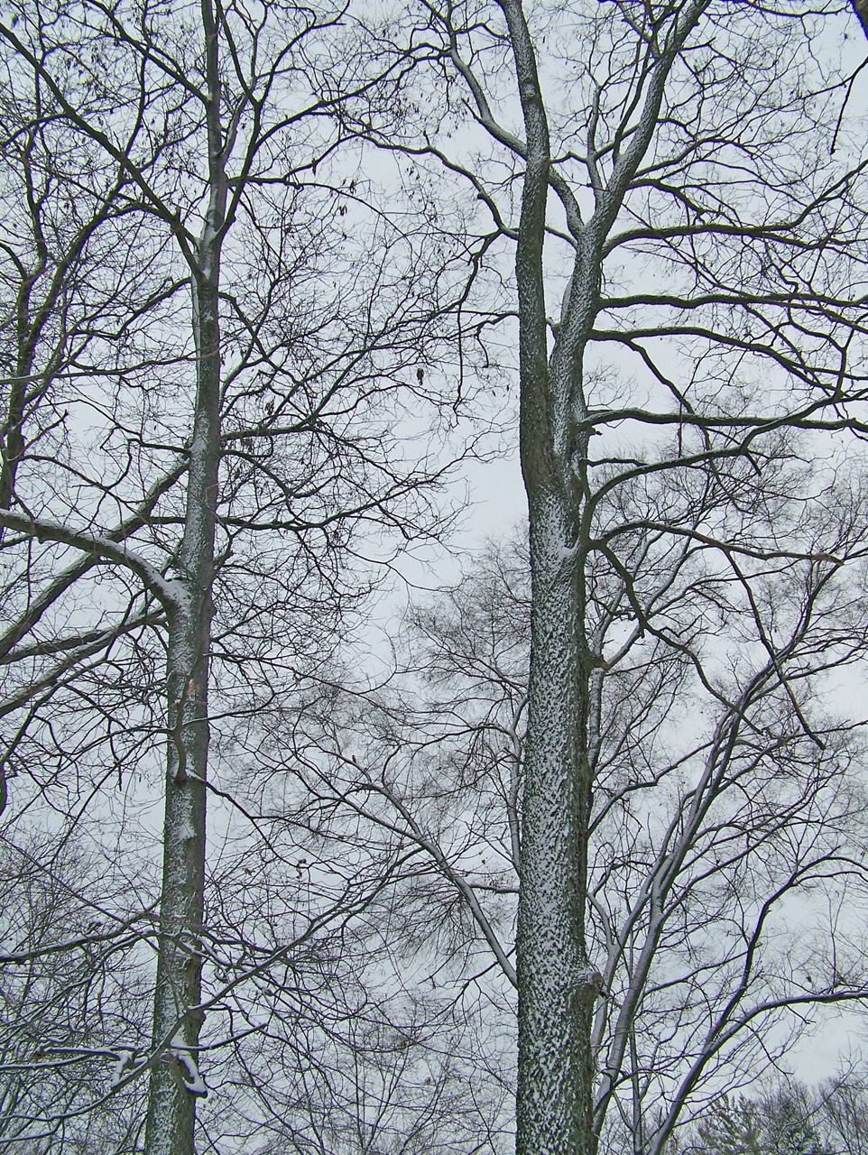 trees snow nature free photo