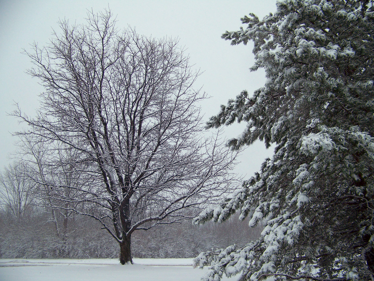 snow evergreen trees free photo