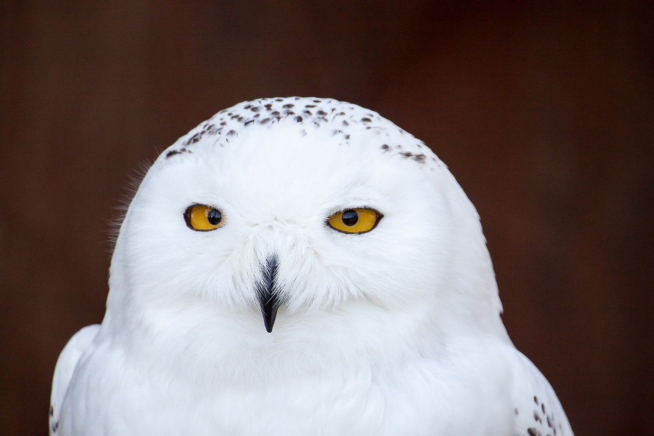 snow owl bird owl free photo