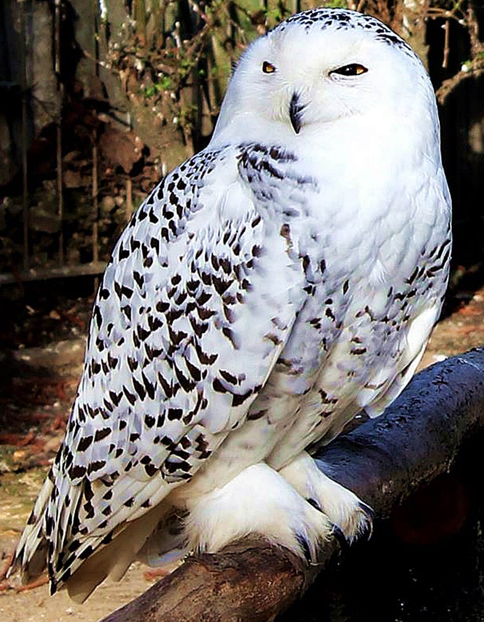 snow owl owl nature free photo