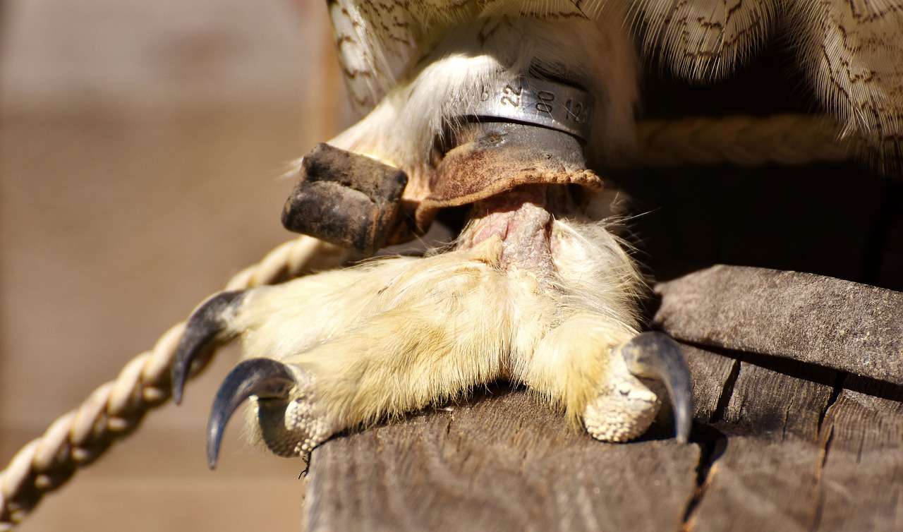 snow owl foot bubo scandiacus free photo