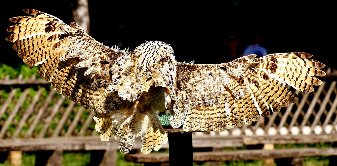 snow owl fly bubo scandiacus free photo