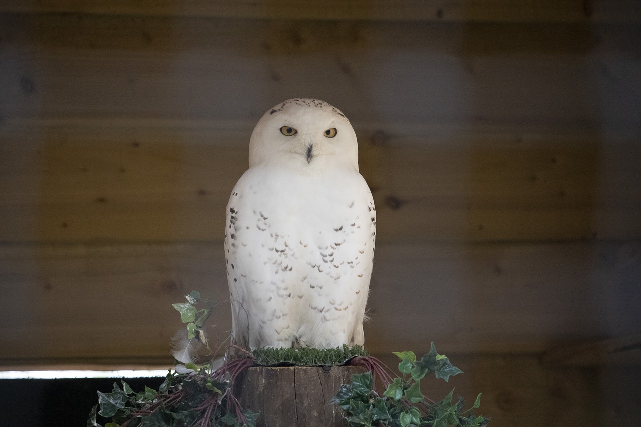 snow owl  wildlife  park free photo