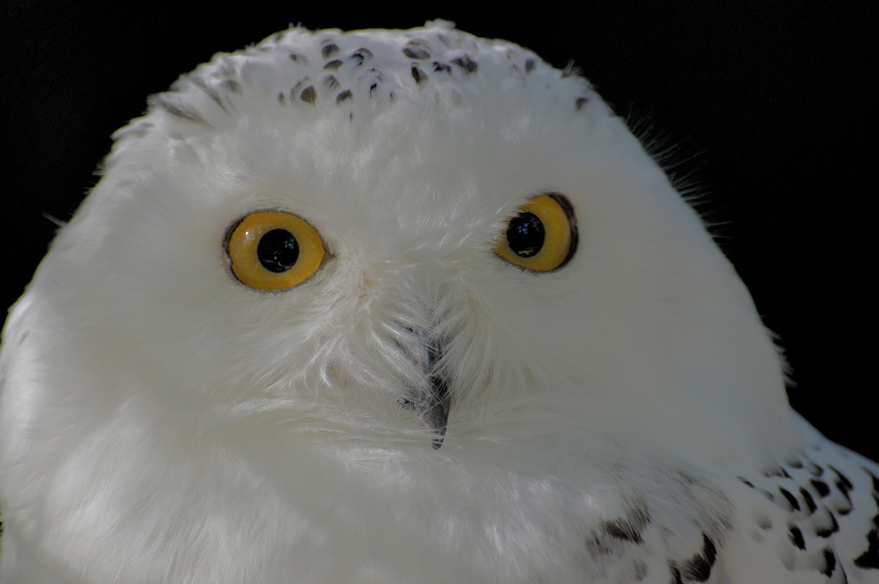 snow owl  bird  animal world free photo