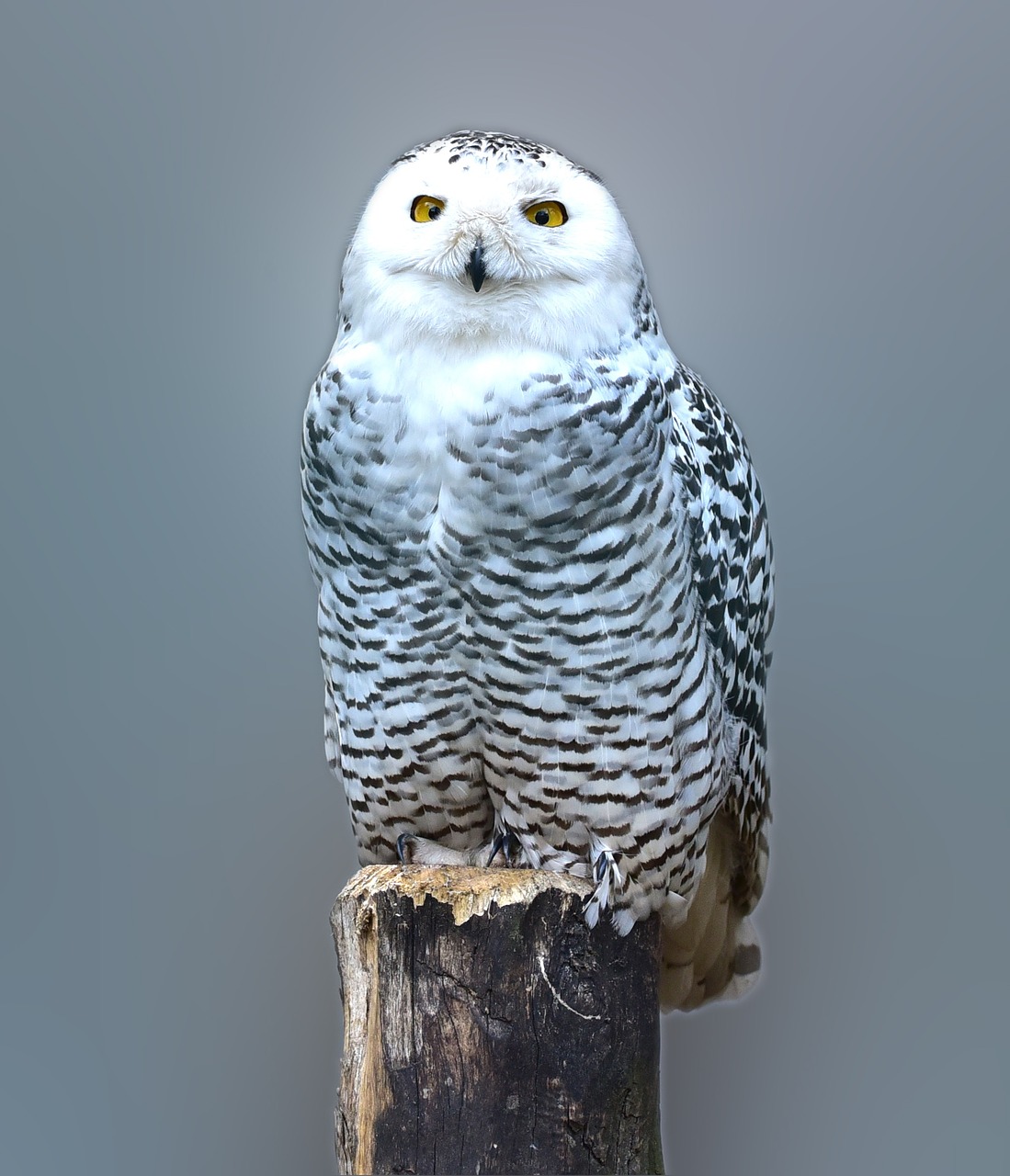 snow owl owl barn owl free photo
