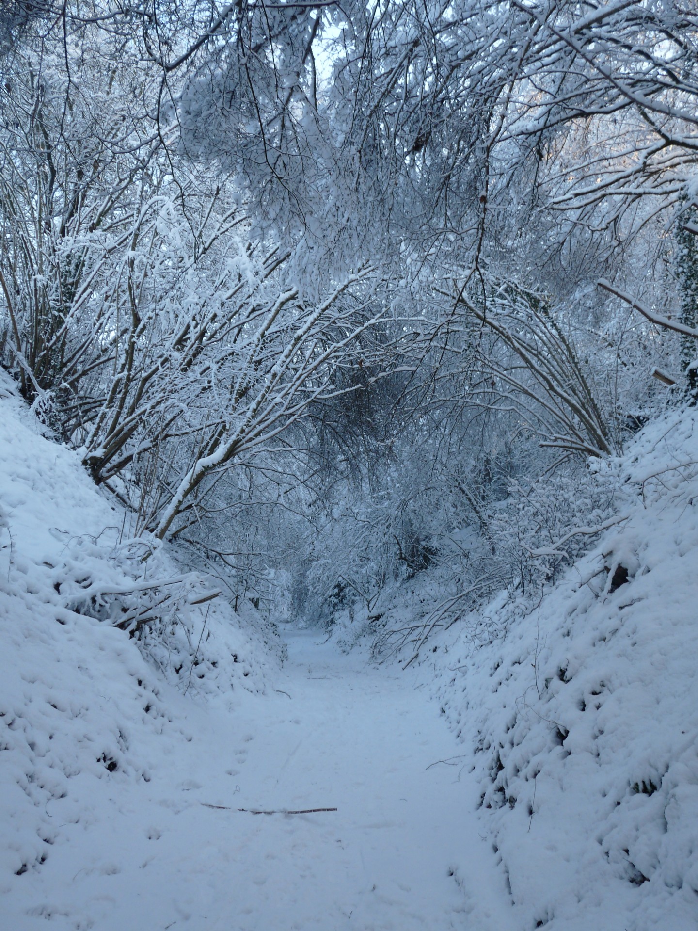 winter snow snowy free photo