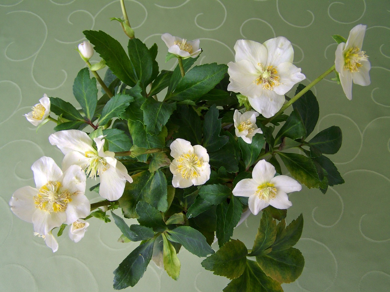 snow rose white flower plant free photo