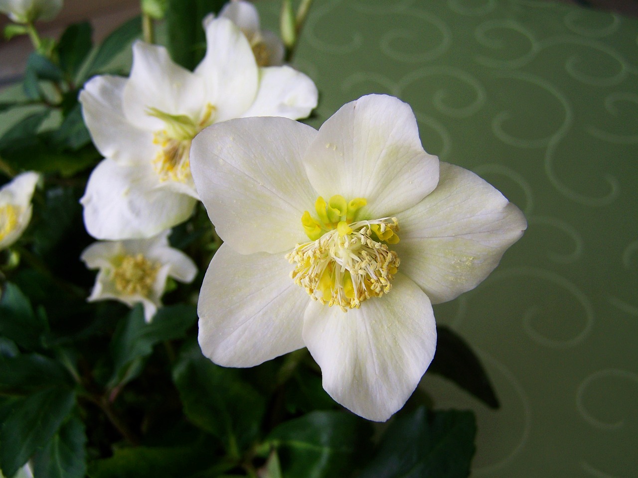 snow rose white flower plant free photo