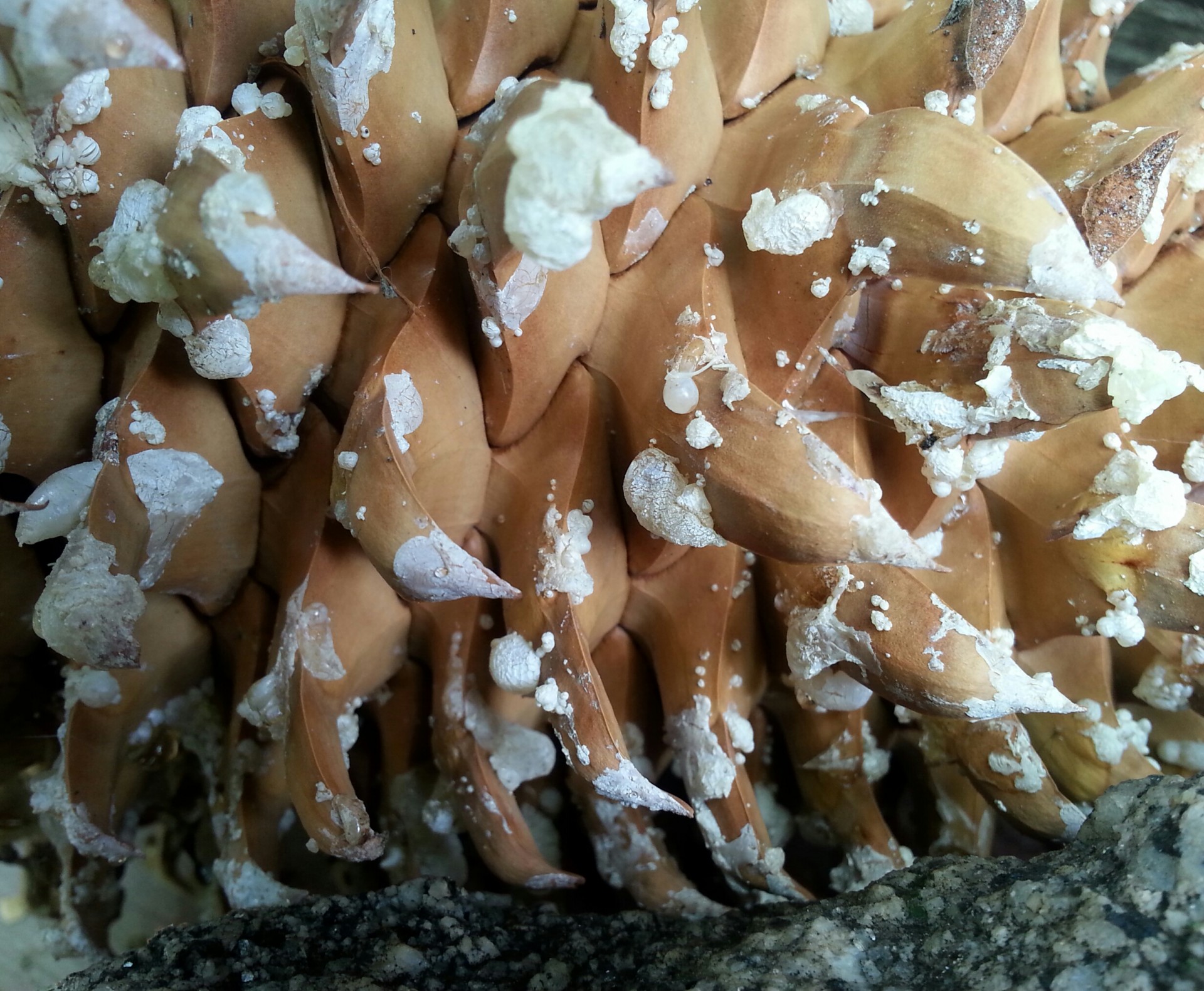 pine cone snow tips free photo