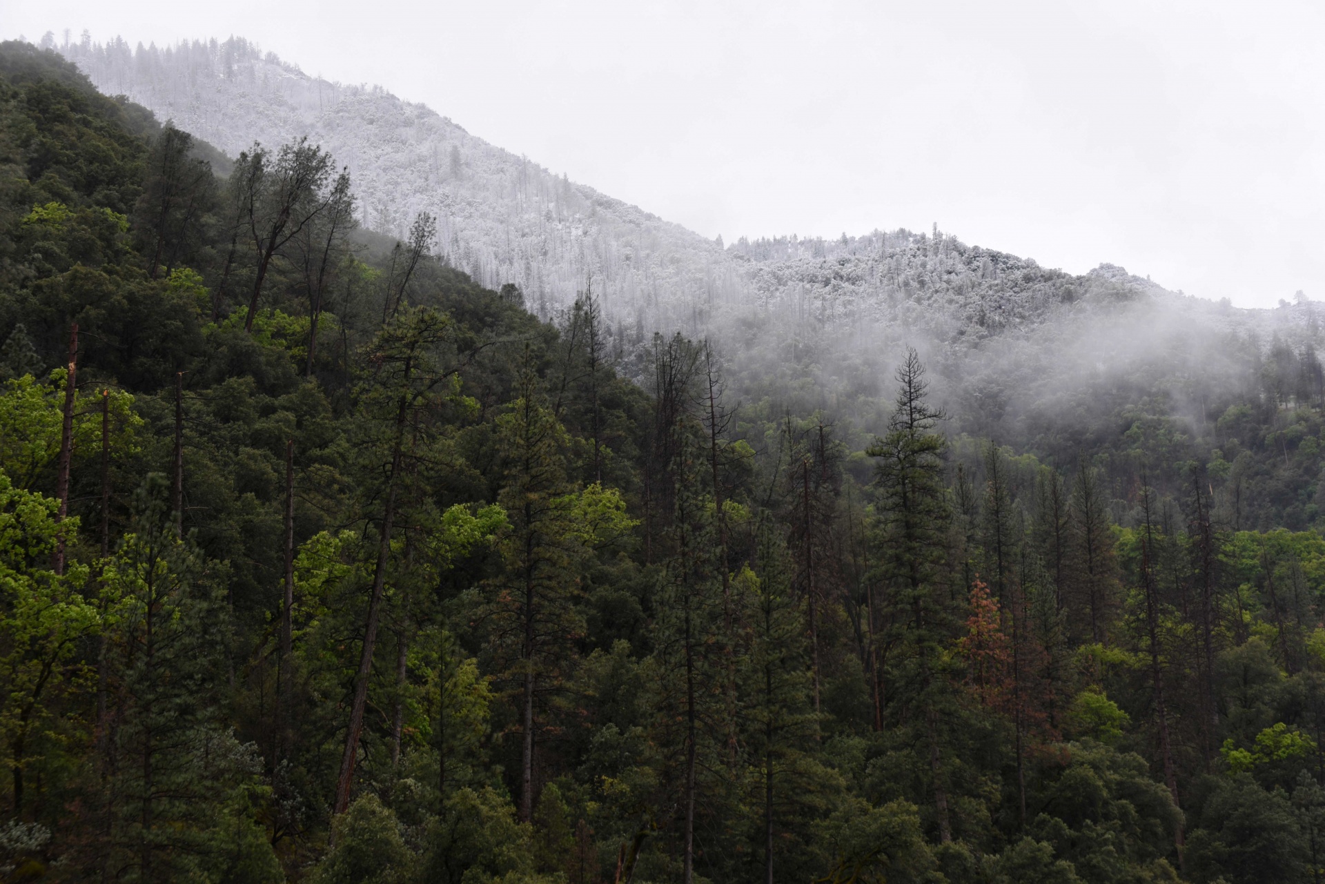 snow landscape yosemite free photo