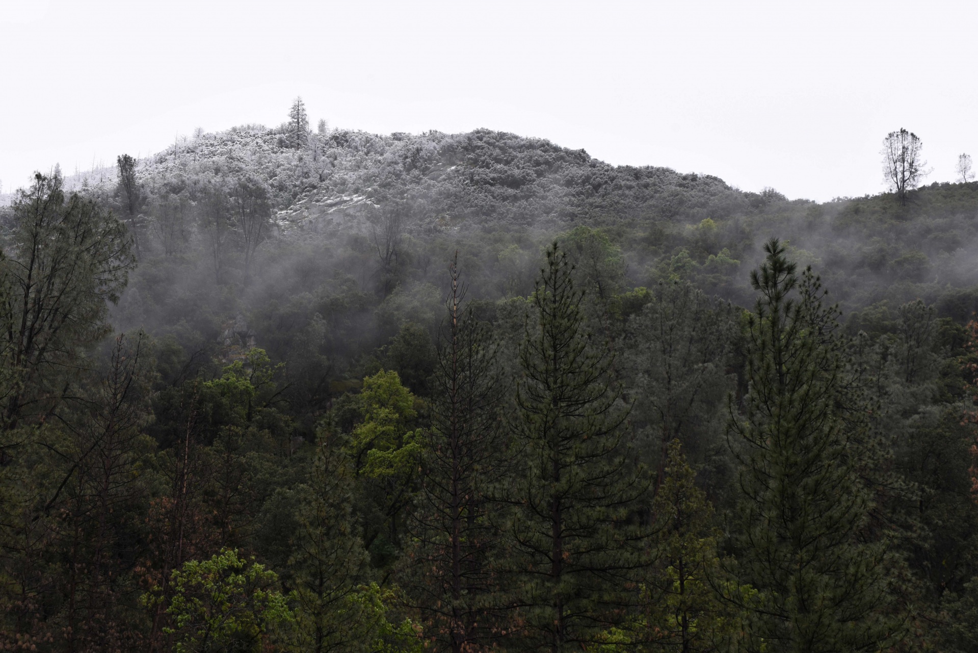 snow landscape yosemite free photo