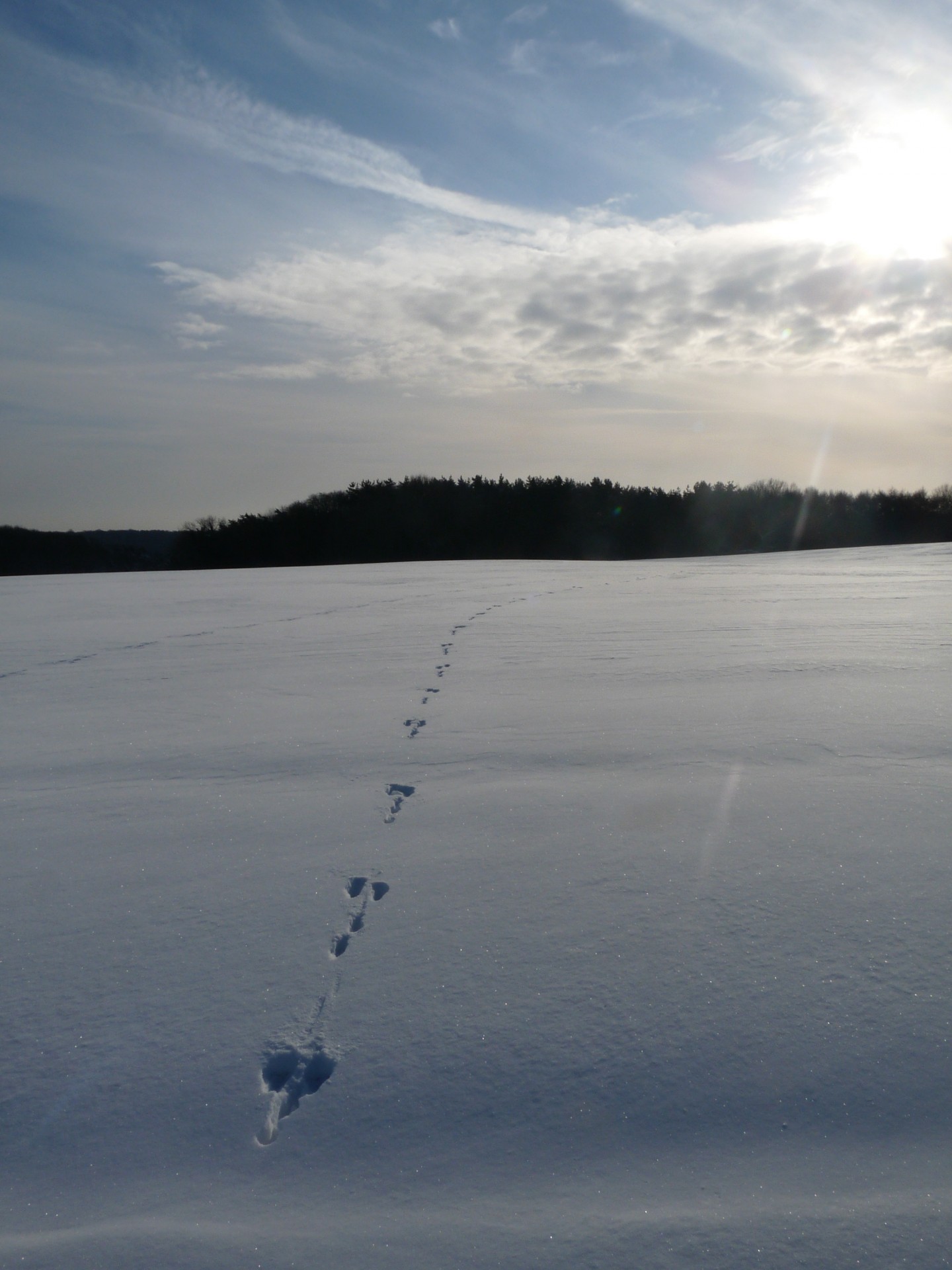 snow tracks foot free photo