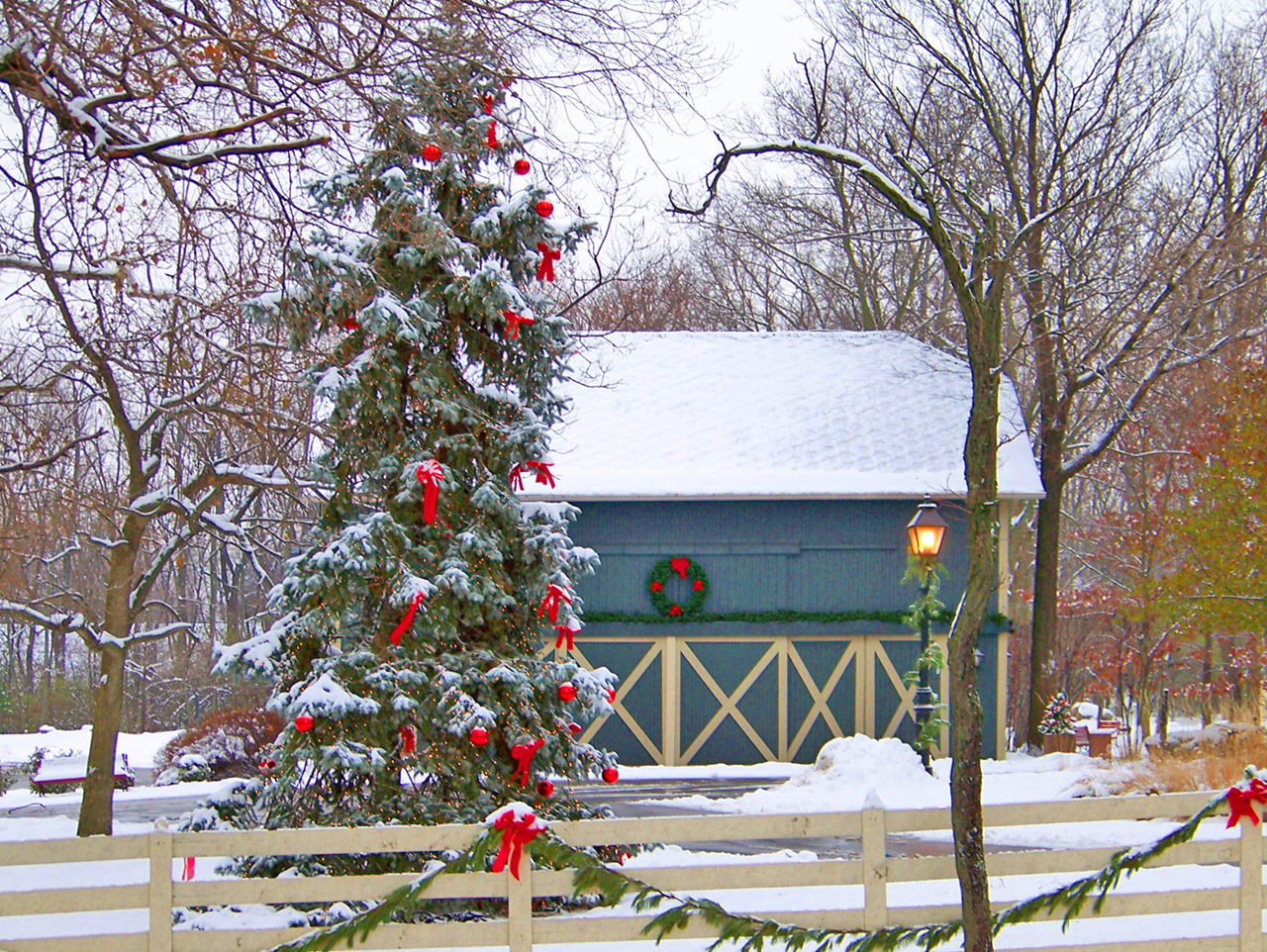 snow trees christmas free photo