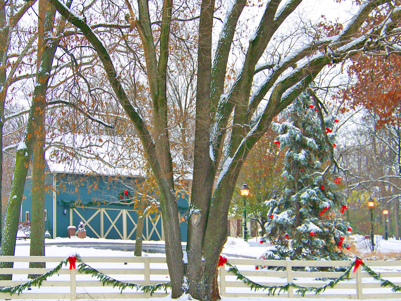 snow trees christmas free photo