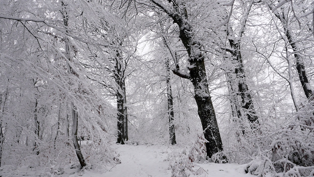 snow wood snow wood free photo