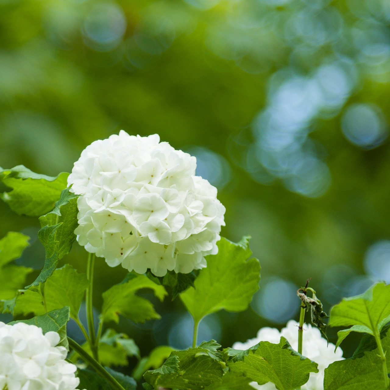 snowball flower spring free photo