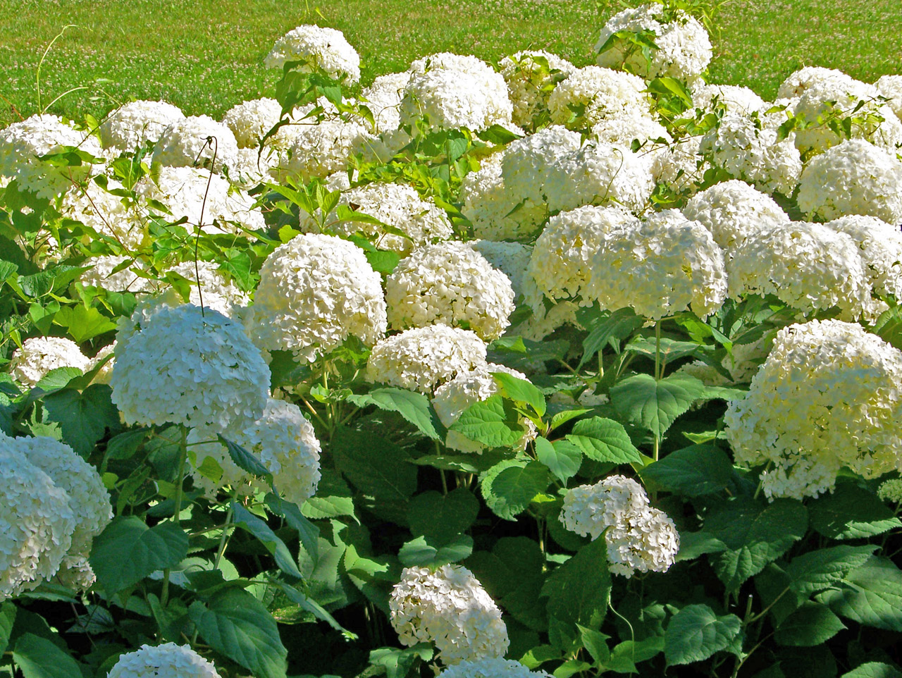 snowball bush white free photo