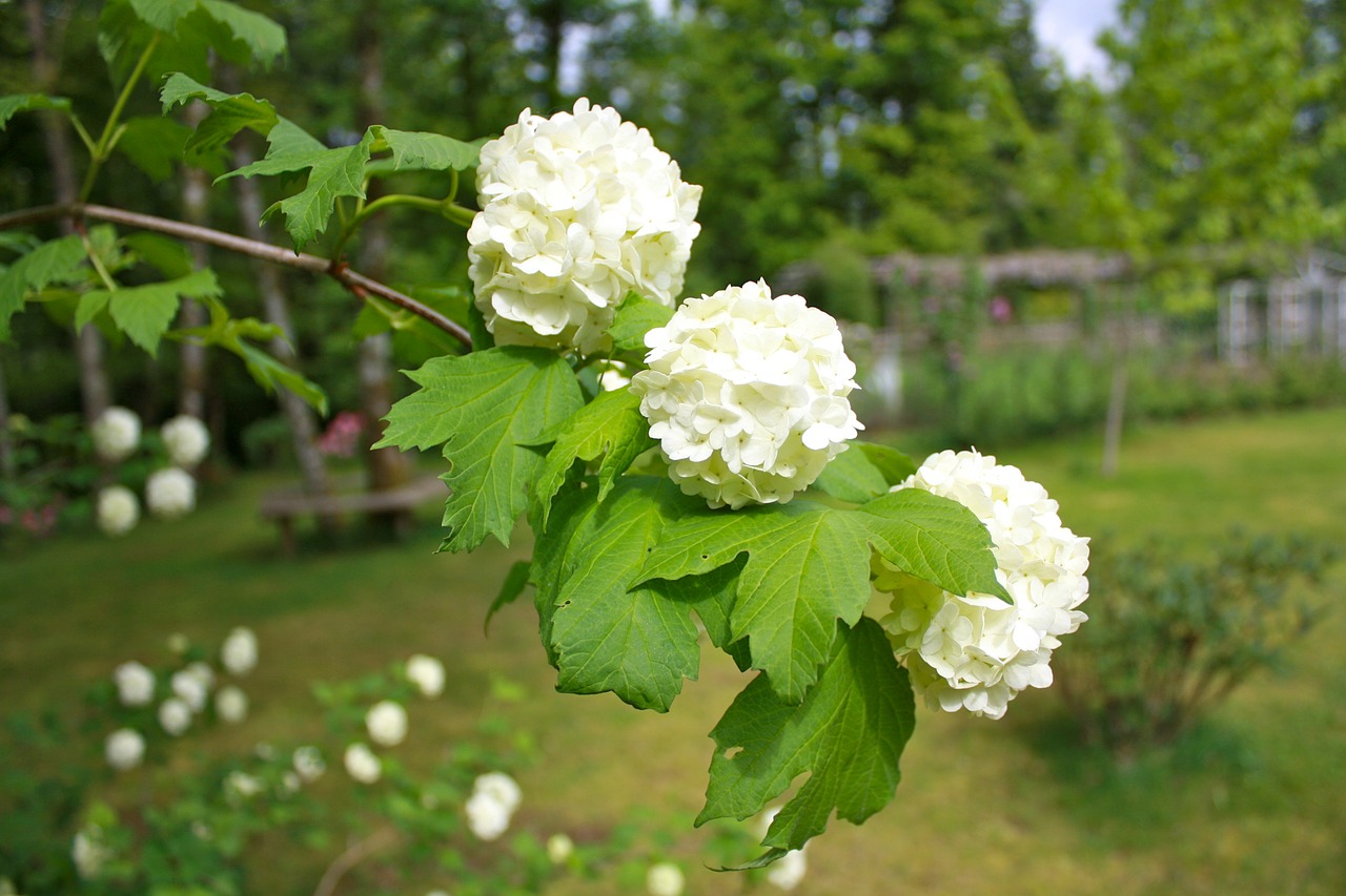 snowball tree flowers floral free photo