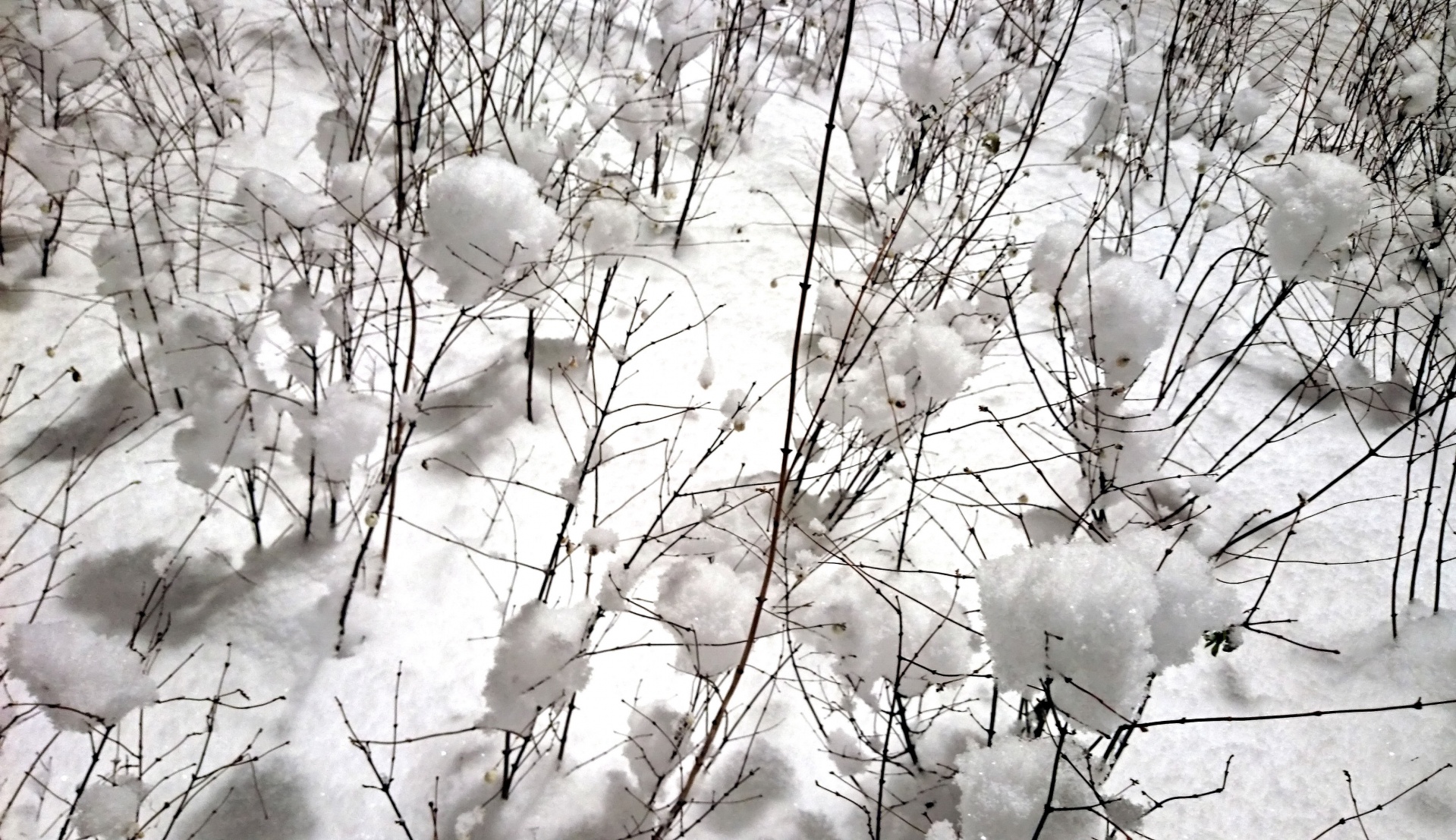 snowballs resilient memories free photo