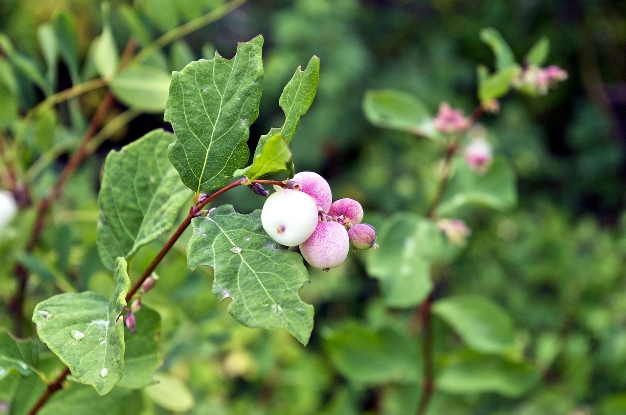 snowberry  waxberry  ghostberry free photo
