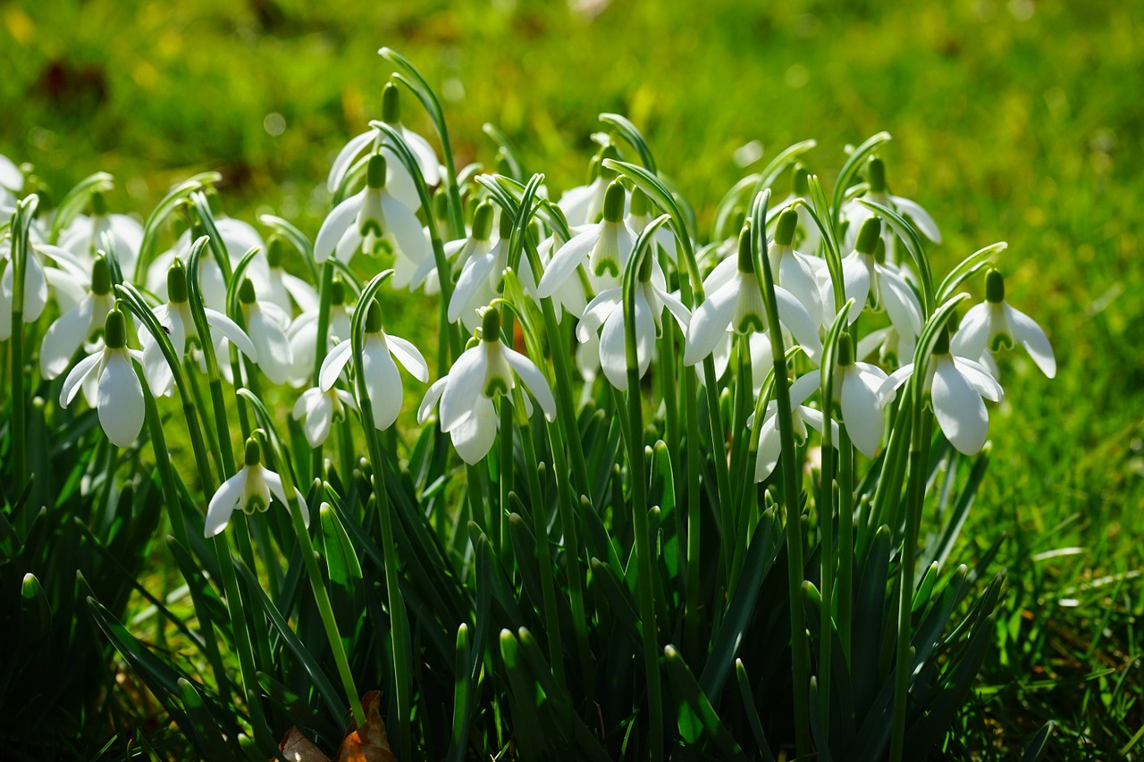 snowdrop blossom bloom free photo