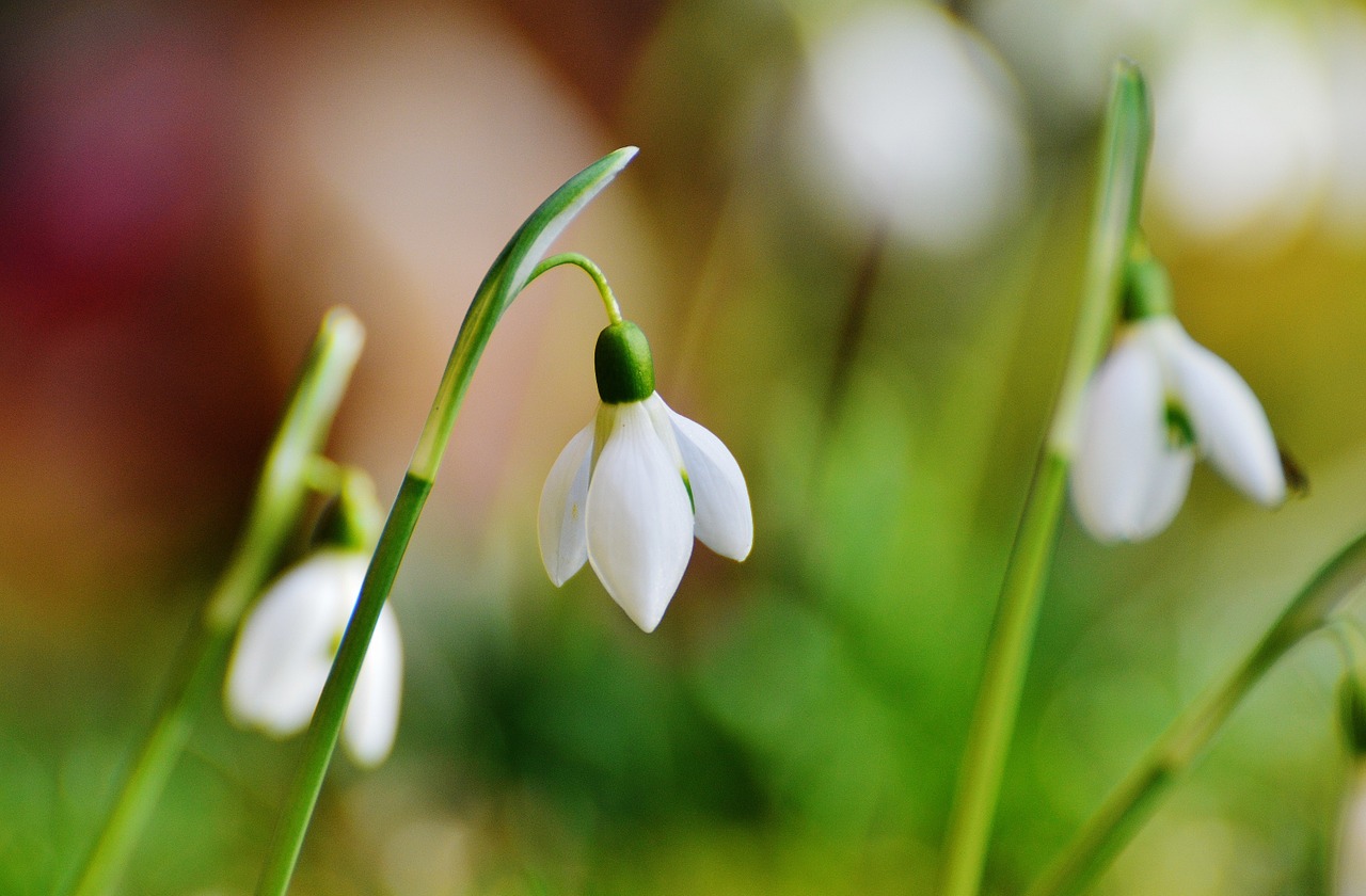 snowdrop flowers spring flower free photo