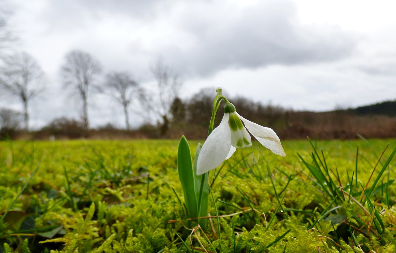 snowdrop flower garden free photo