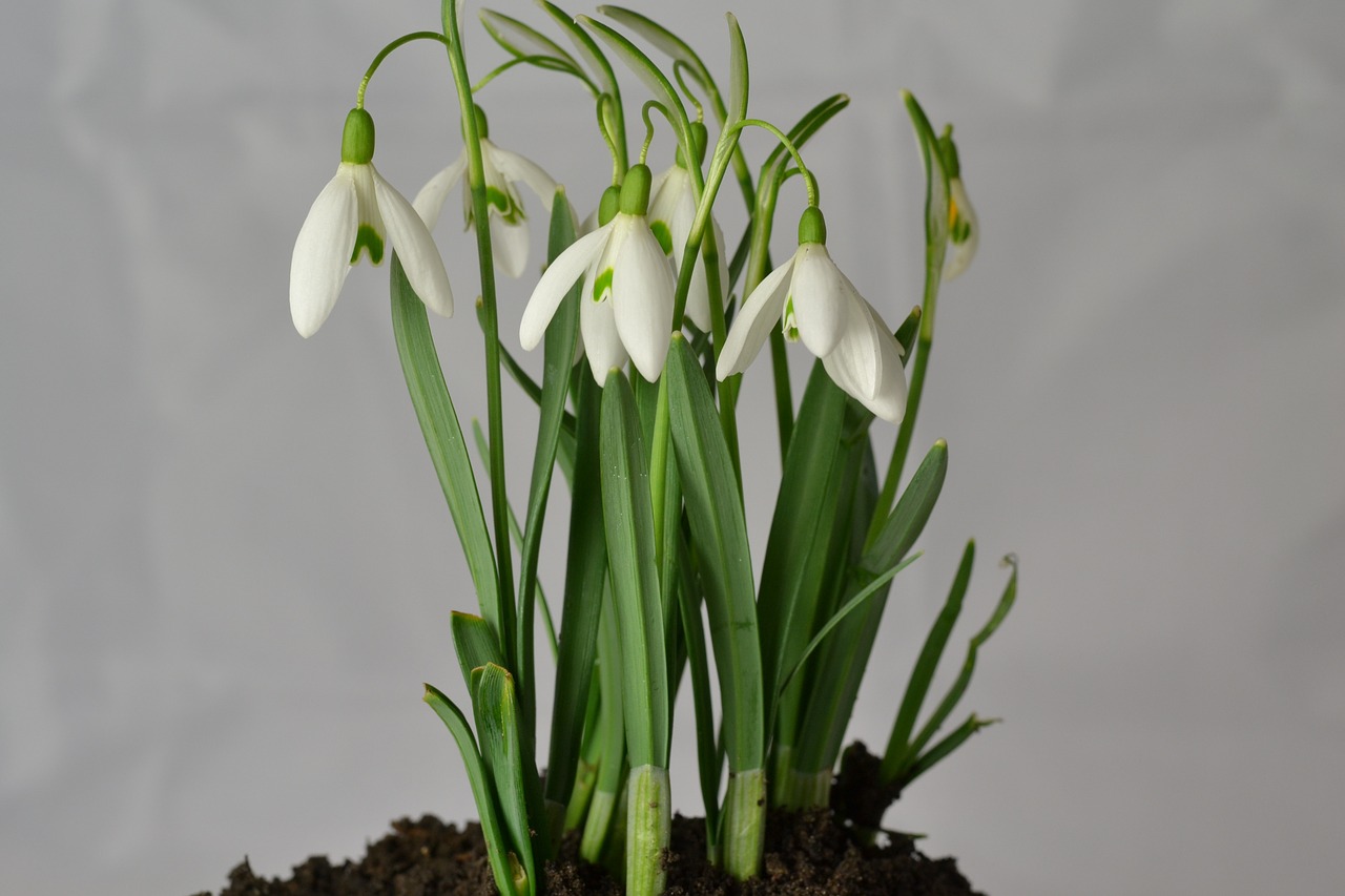 snowdrop flowers early bloomer free photo