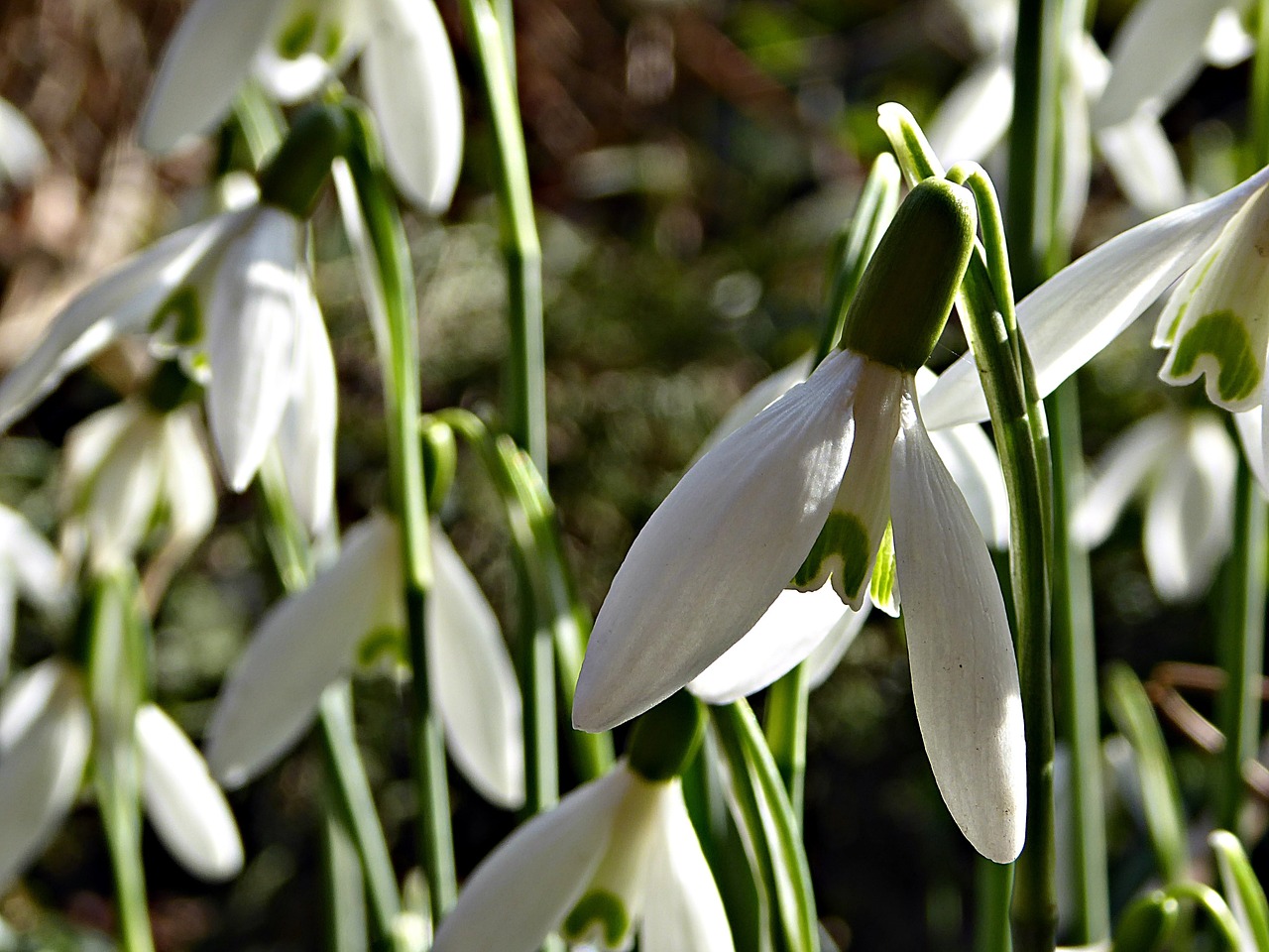 snowdrop spring garden free photo