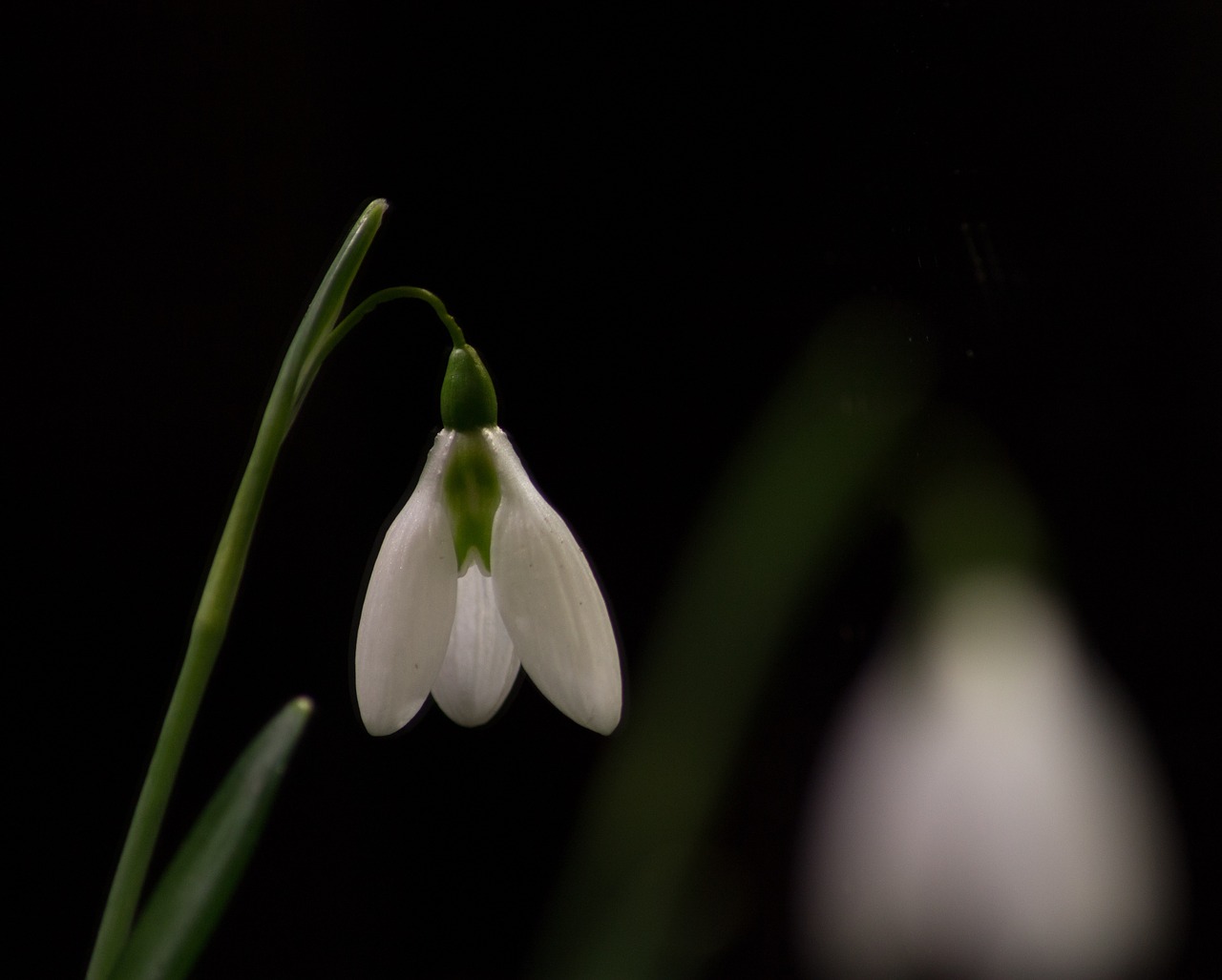 snowdrop macro white flowers free photo