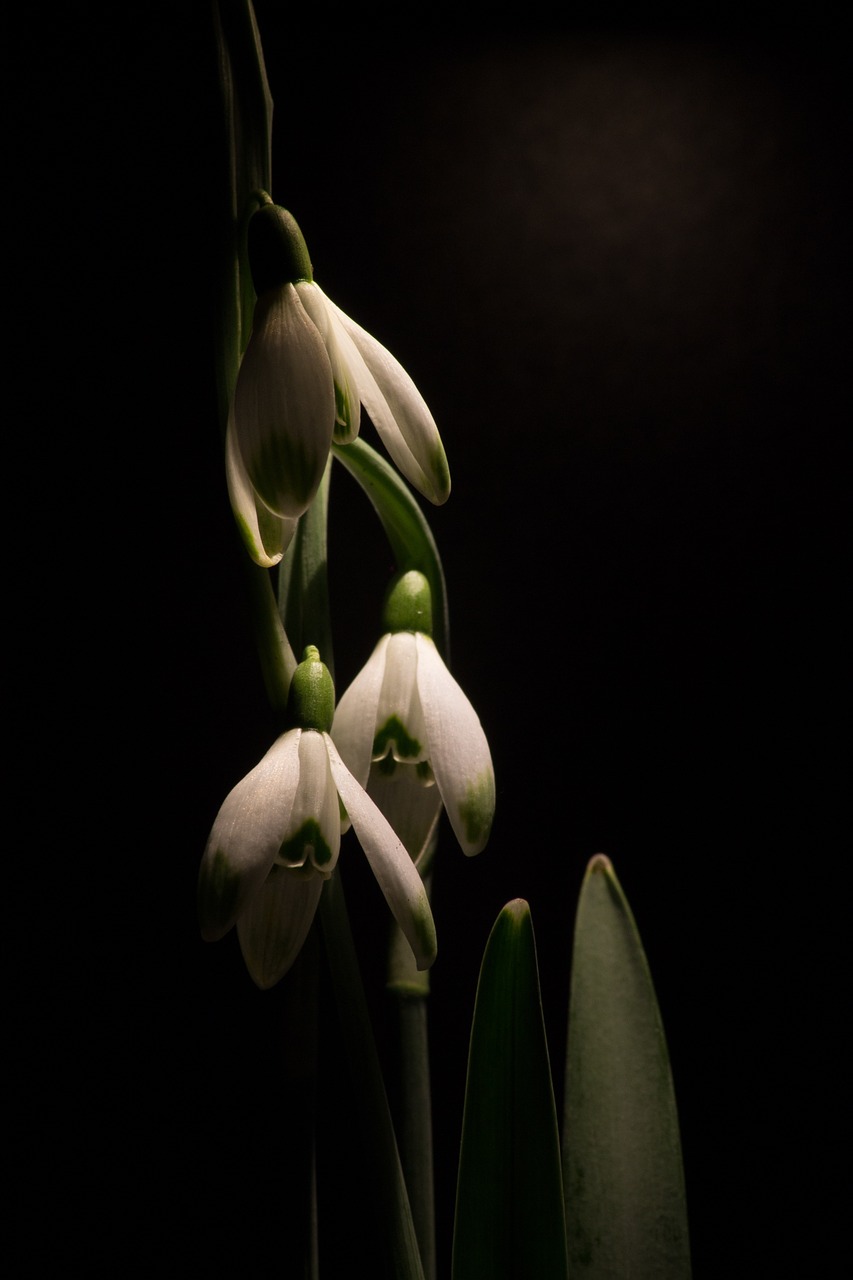 snowdrop macro white flowers free photo