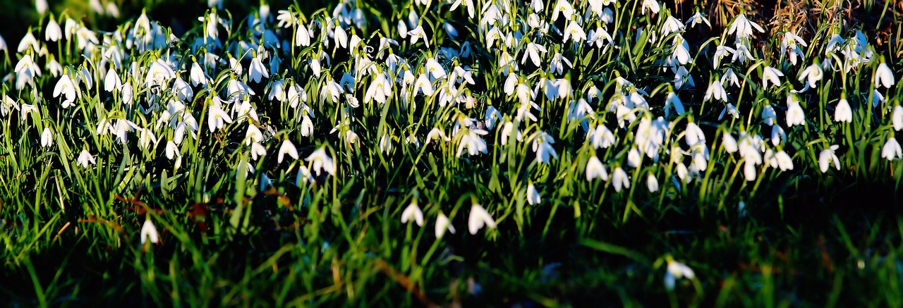 snowdrop flowers white free photo