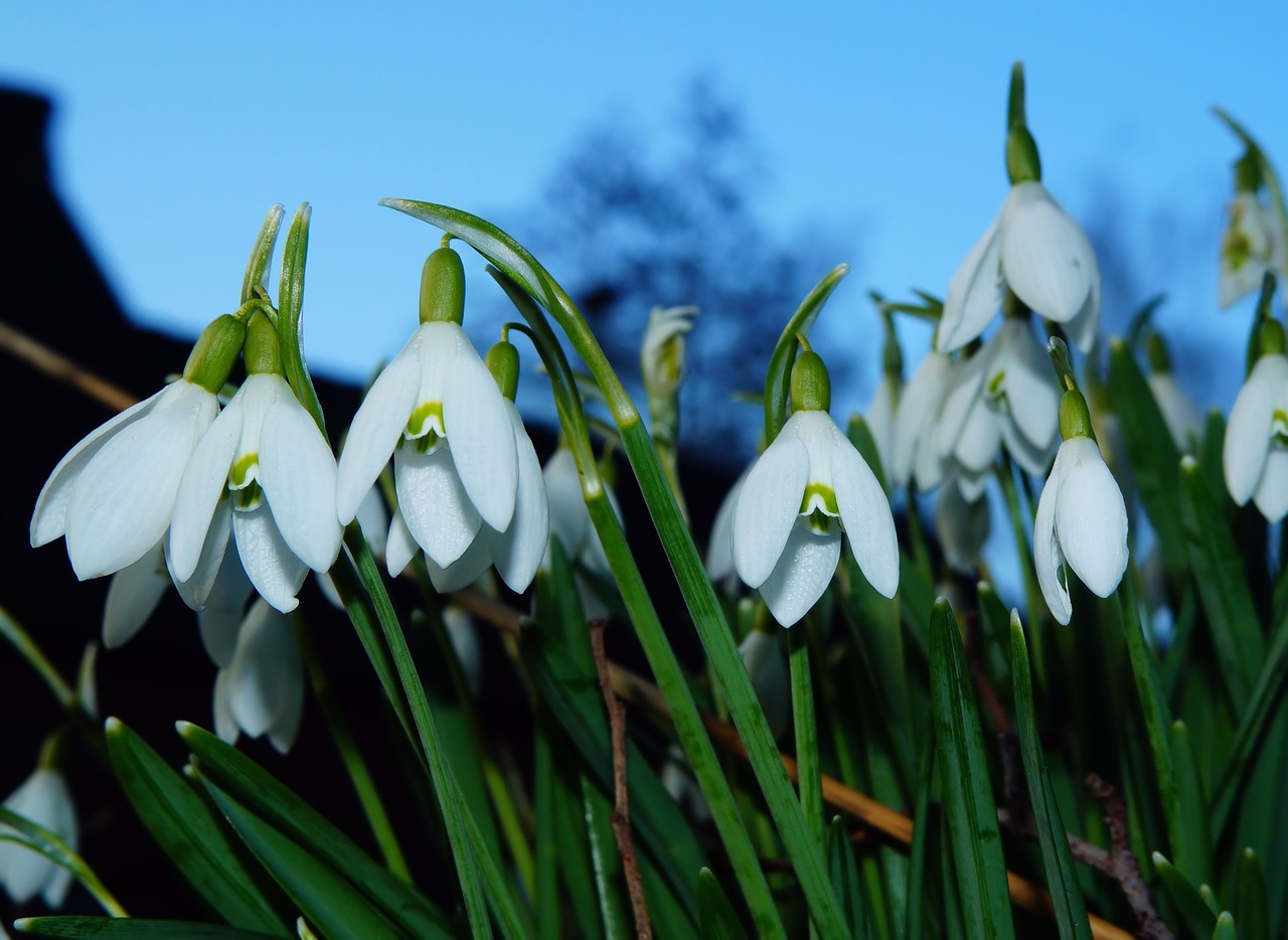 snowdrop spring signs of spring free photo