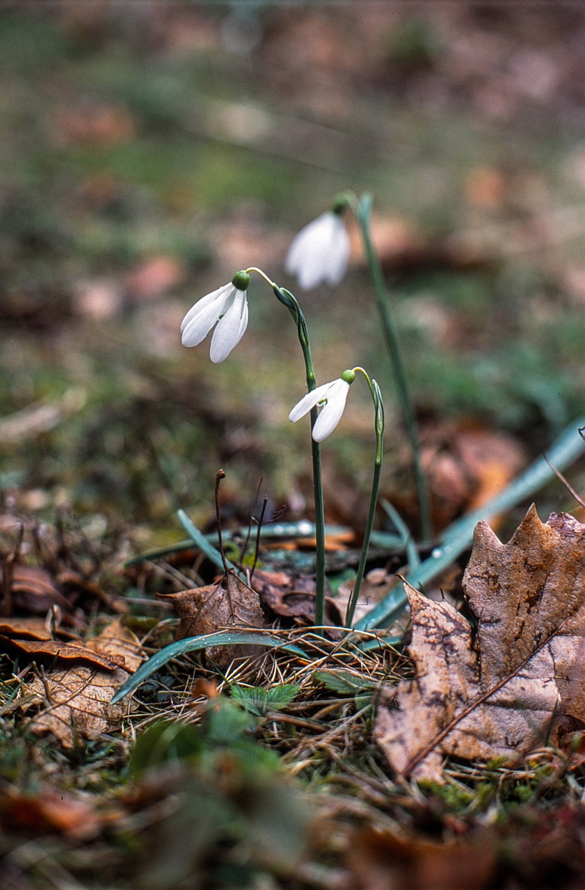 snowdrop white flower free photo