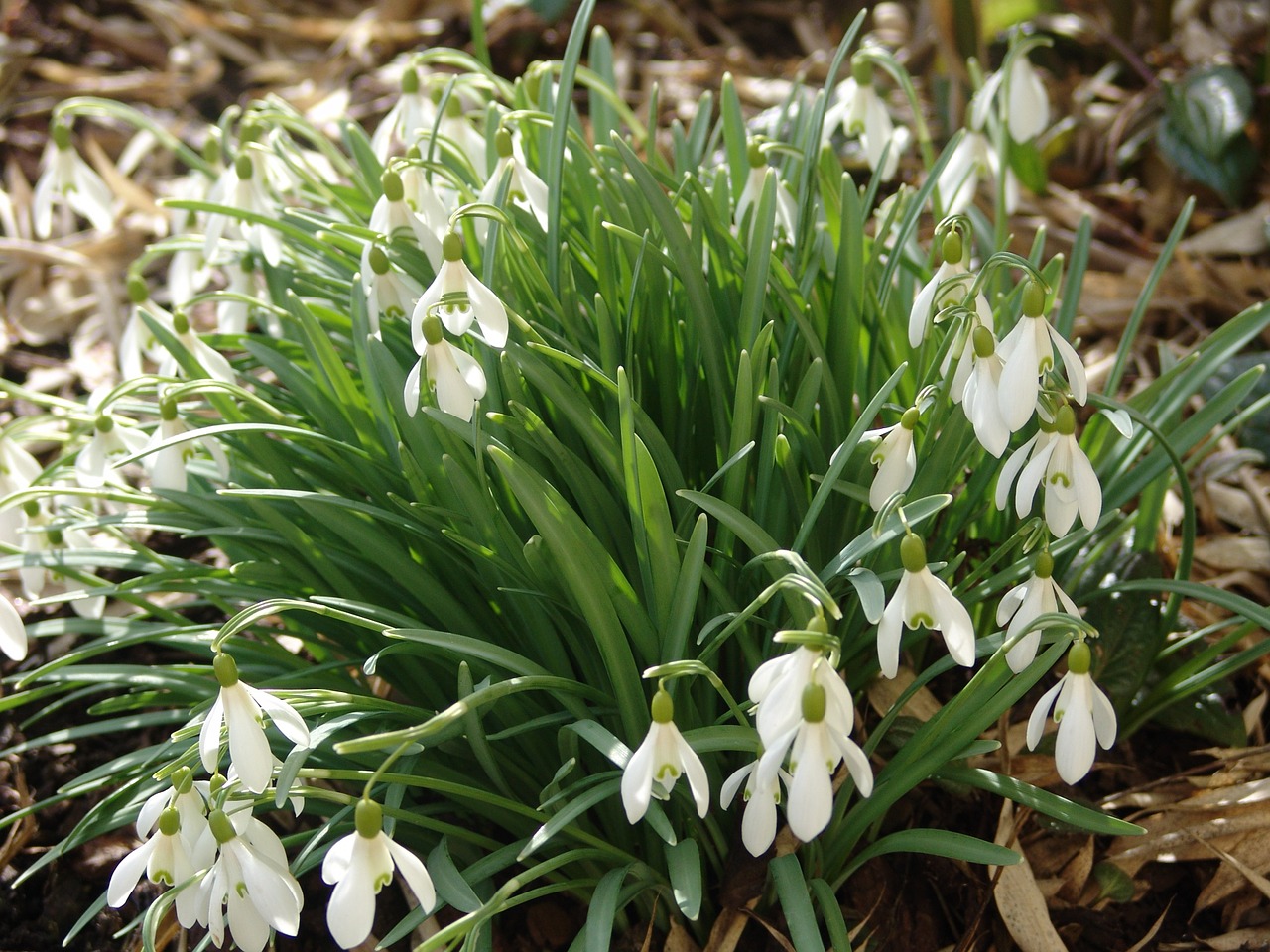 snowdrop easter spring free photo