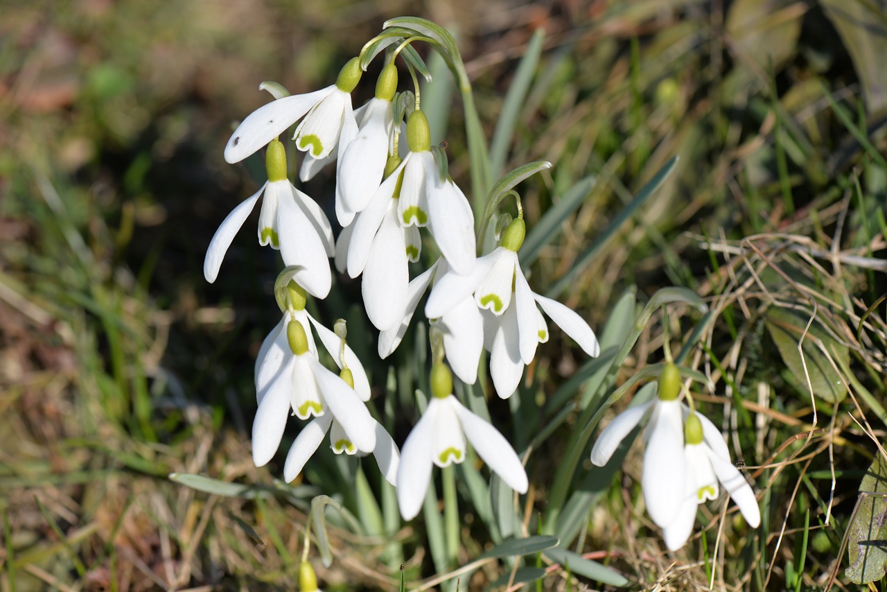 snowdrop flowers spring free photo