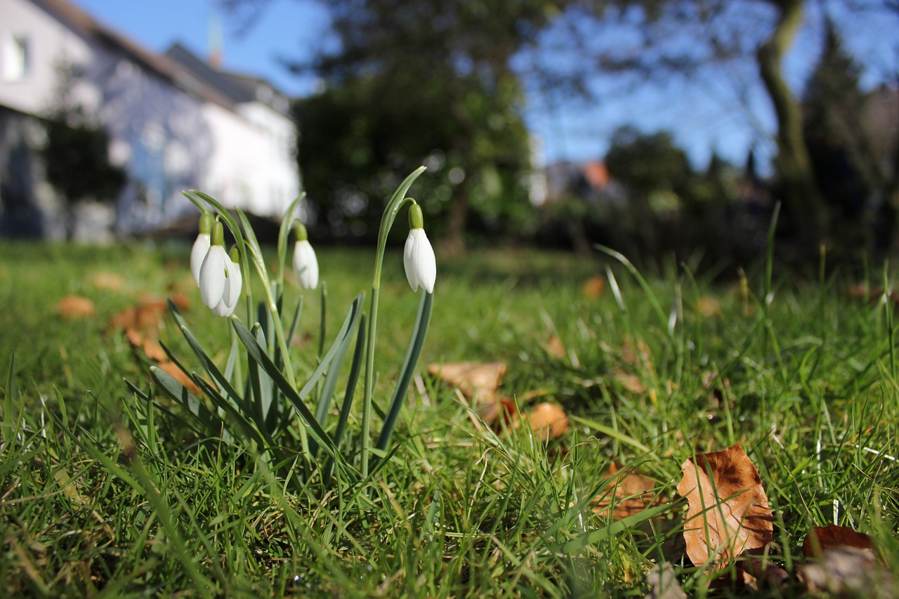 snowdrop spring signs of spring free photo