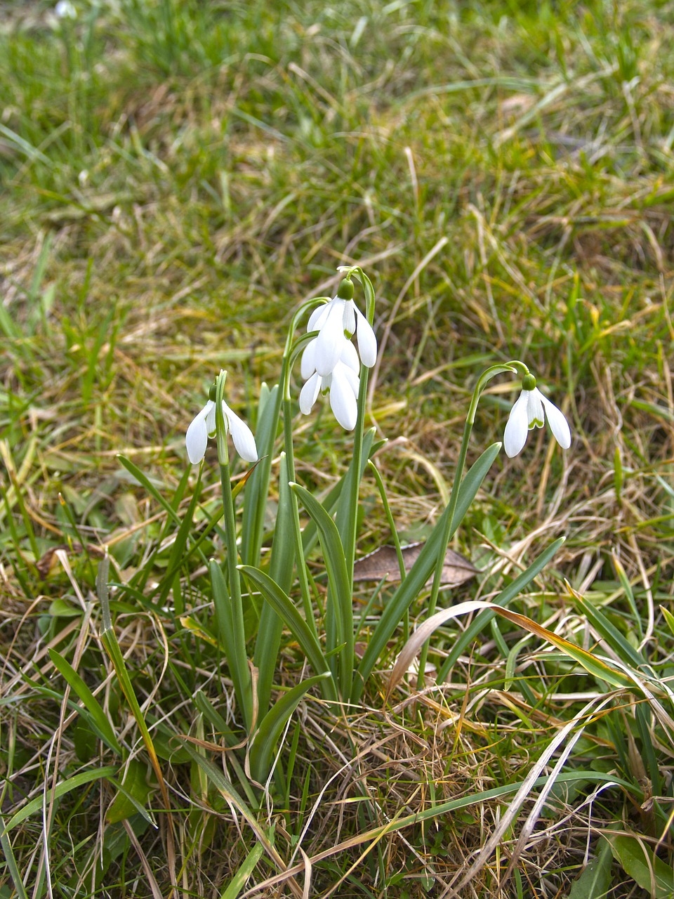 snowdrop signs of spring spring free photo