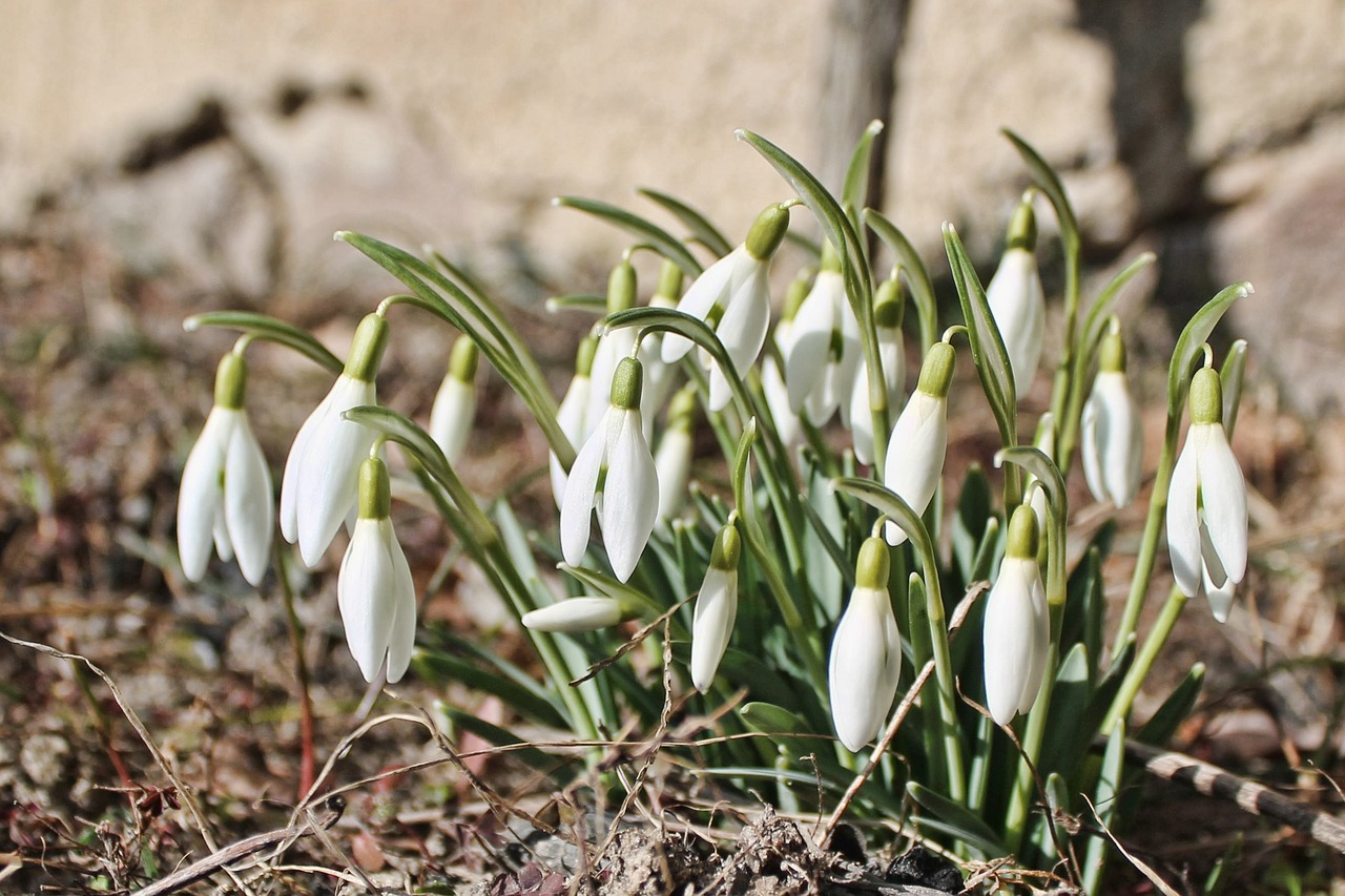 snowdrop flowers early bloomer free photo