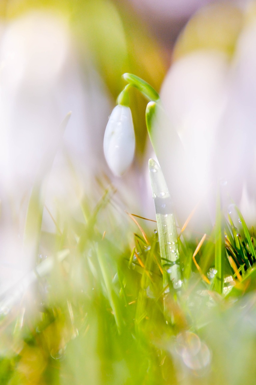 snowdrop plant spring free photo