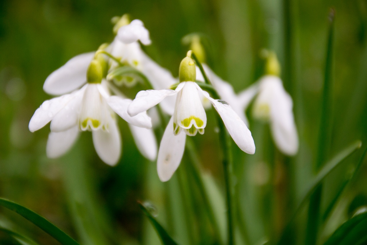 snowdrop plant spring free photo