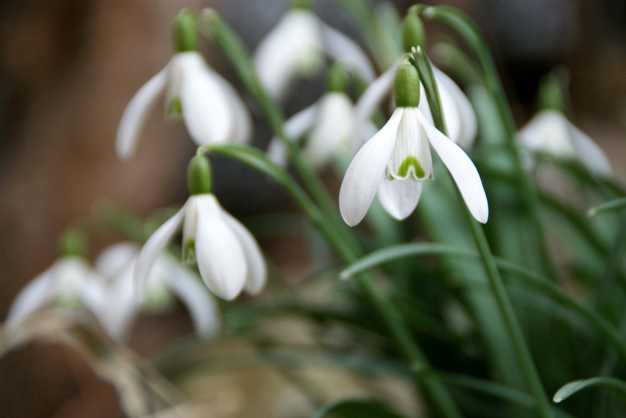 snowdrop flower early bloomer free photo