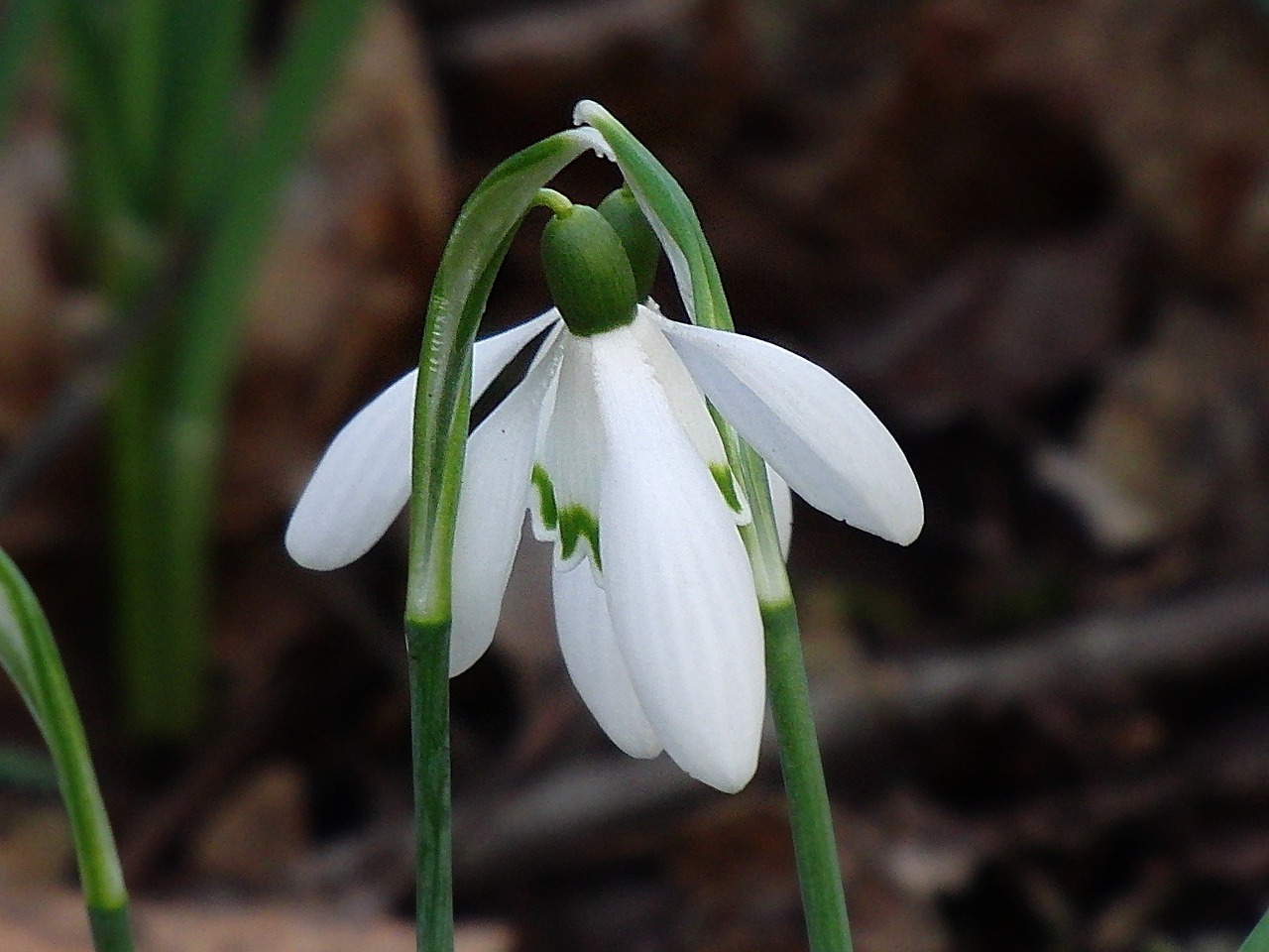 snowdrop nature affection free photo